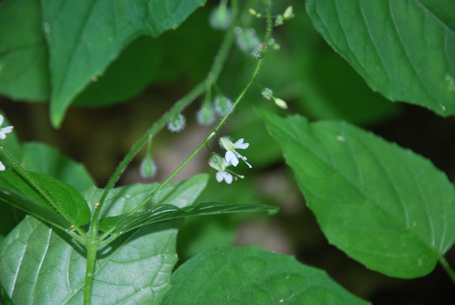 Circaea lutetiana L. subsp. lutetiana